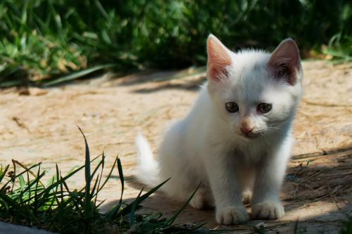 ҳܰ,ʦ͵͵ڿ ϸλǩЭ飿