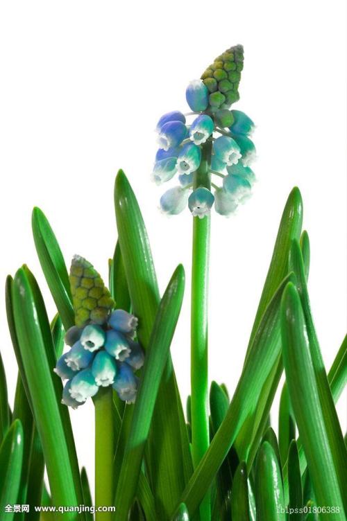 ƺӷⶳٶȼӿ쳤ȴﵽ631.3 ǧ׷