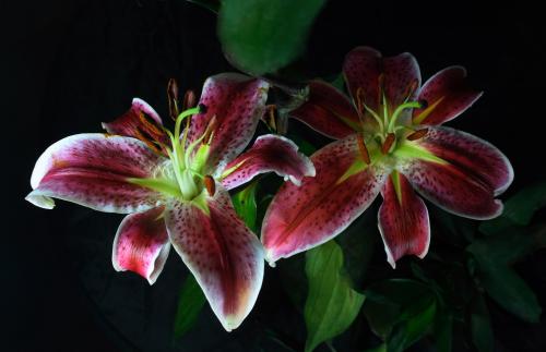 ͨ䲿Сͳ޾Ӫ߲泵ṩ